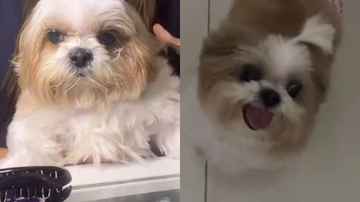 Reprodução/TikTok @_daniflores_