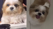 Reprodução/TikTok @_daniflores_
