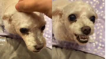 Reprodução// TikTok @m.mazzola