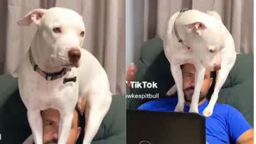 Reprodução// TikTok @fawkespitbull