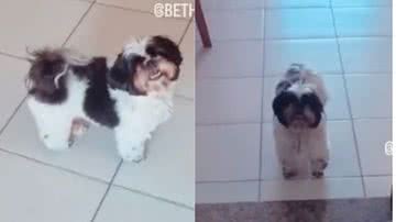 Reprodução// TikTok @bethovenshitzu
