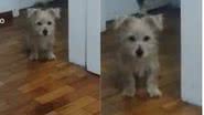 Reprodução// TikTok @meunomeeharoldo