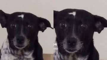 Reprodução// TikTok @melgoianinha