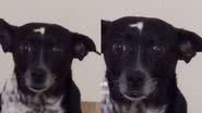 Reprodução// TikTok @melgoianinha