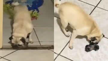 Reprodução// TikTok @ariadinyspimentel