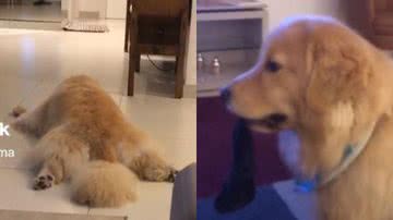 Reprodução// TikTok @bruce.paloma