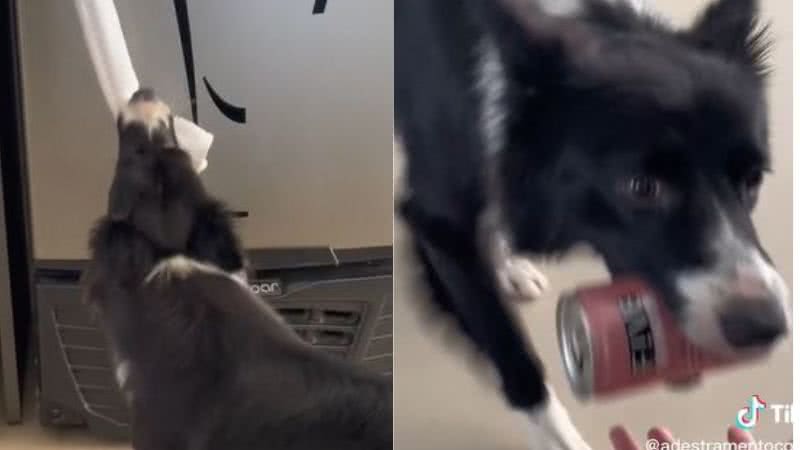 Reprodução// TikTok @adestramentocommaya