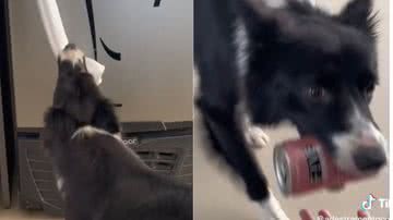 Reprodução// TikTok @adestramentocommaya
