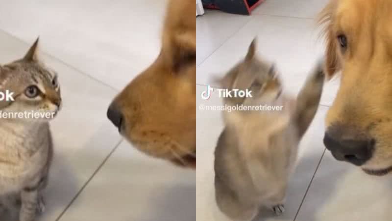Reprodução// TikTok @messigoldenretriever