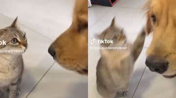 Reprodução// TikTok @messigoldenretriever