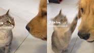 Reprodução// TikTok @messigoldenretriever
