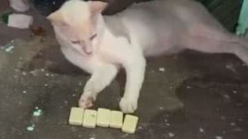 Reprodução// TikTok @xgoncalves071