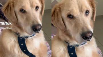 Reprodução// TikTok @juliusogolden