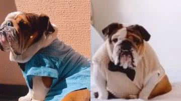 Reprodução// TikTok @jorgebulldog