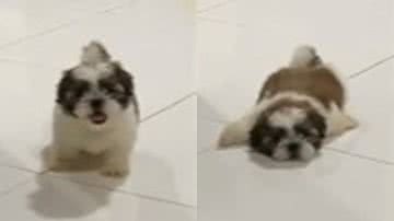 Reprodução// TikTok @clubedoshihtzu