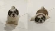 Reprodução// TikTok @clubedoshihtzu