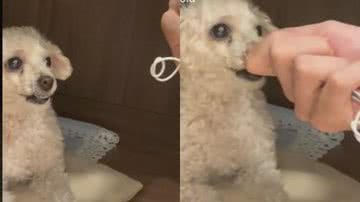 Reprodução// TikTok @m.mazzola