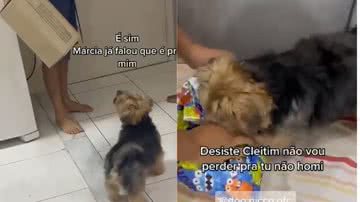 Reprodução// TikTok @dog.nicco.ofc