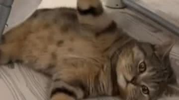 Reprodução/ Vídeo