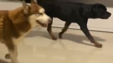 Reprodução/ Vídeo