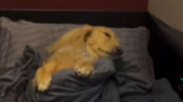 Reprodução/ Vídeo