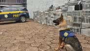 Divulgação  / PRF