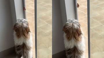 Reprodução/TikTok @oliviaeirmaos