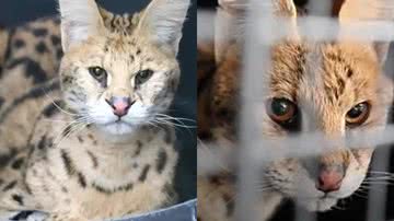 Reprodução/Facebook/Turpentine Creek Wildlife Refuge