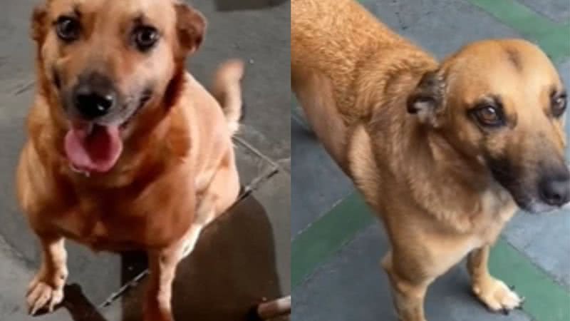 Reprodução/Vídeo