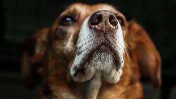 Susanne Nicolin por Pixabay