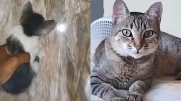 Reprodução/TikTok @lyncris_