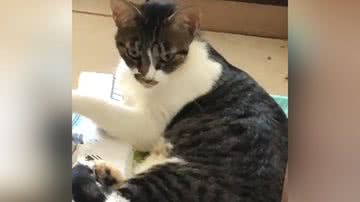 Reprodução/TikTok @ricardopinheironanuq