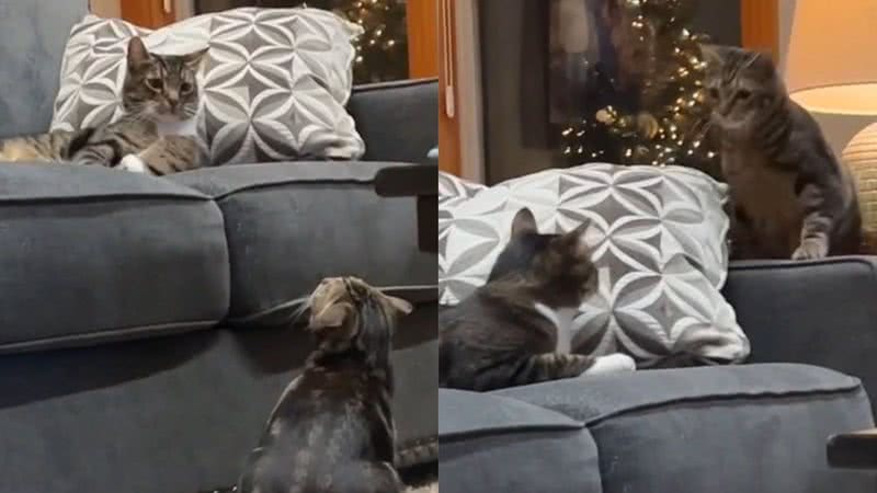 Reprodução/TikTok @maciisabella