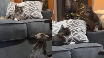 Reprodução/TikTok @maciisabella