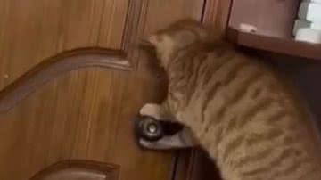 Reprodução/ Vídeo