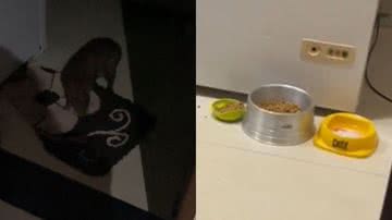 Reprodução/TikTok @meirepolles0