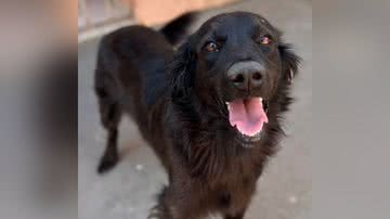 Reprodução/TikTok @luli.marinho