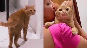 Reprodução/TikTok @thaylima____