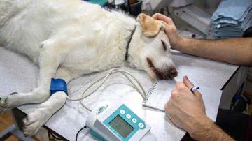 Mirko Sajkov por Pixabay