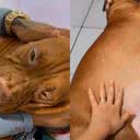 Reprodução/TikTok @chloe_e_zeus