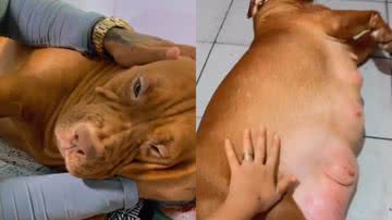 Reprodução/TikTok @chloe_e_zeus