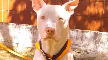 Reprodução/TikTok @fawkespitbull