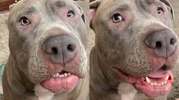 Reprodução/TikTok @giannapitmonster