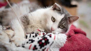 Singlár Zsuzsa por Pexels