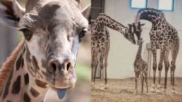 Foto: - Reprodução / Facebook