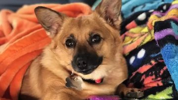 Arquivo Pessoal / Julie Watson