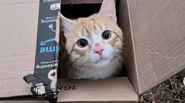 Divulgação / Little Wanderers NYC