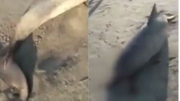 Reprodução/Vídeo - Montagem/BNews