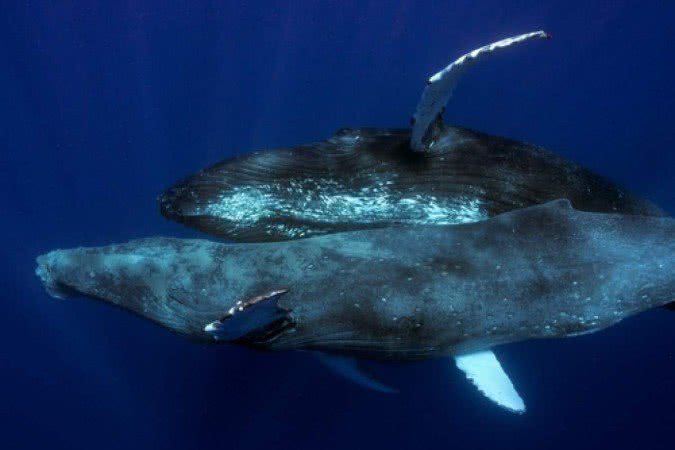 Reprodução/Redes sociais @pacificwhalefoundation