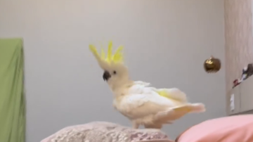 Reprodução/ Redes sociais